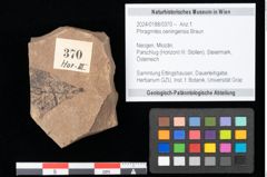 Foto (Objekt + Etikett) von Phragmites oeningensis Braun (NHMW-GEO-2024-0188-0370)